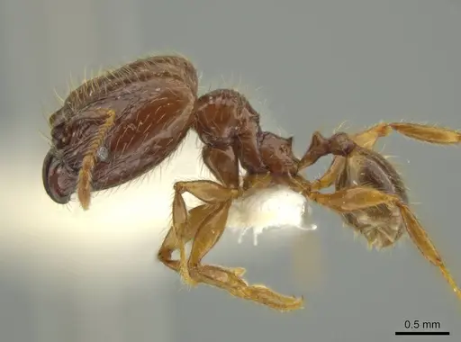 Pheidole guayasana - JTLC000016395