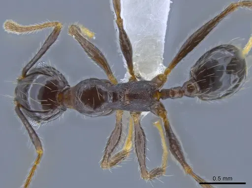 Pheidole guerrerana specimen