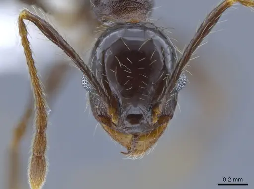 Pheidole guerrerana specimen