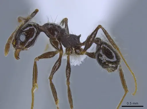 Pheidole guerrerana specimen