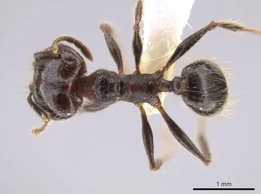 Pheidole guerrerana - CASENT0629400