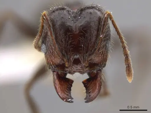 Pheidole guerrerana - CASENT0629400