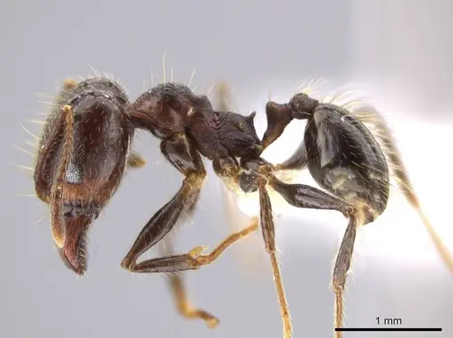 Pheidole guerrerana - CASENT0629400