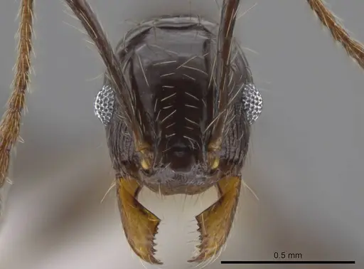 Pheidole guerrerana - CASENT0629401