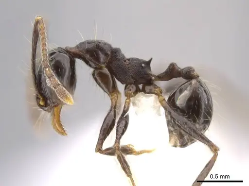 Pheidole guerrerana - CASENT0629401