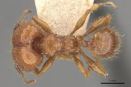 Pheidole guilelmimuelleri specimen
