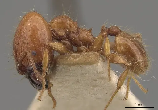 Pheidole guilelmimuelleri specimen