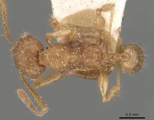 Pheidole guilelmimuelleri - CASENT0908167