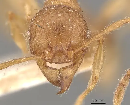 Pheidole guilelmimuelleri - CASENT0908167