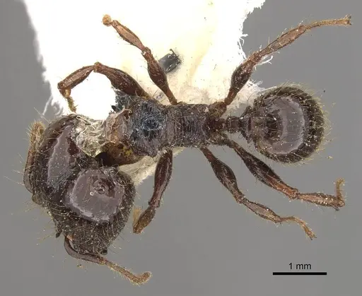 Pheidole guilelmimuelleri - CASENT0908168