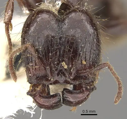 Pheidole guilelmimuelleri - CASENT0908168