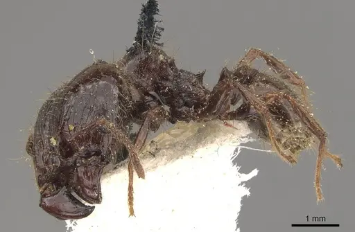 Pheidole guilelmimuelleri - CASENT0908168