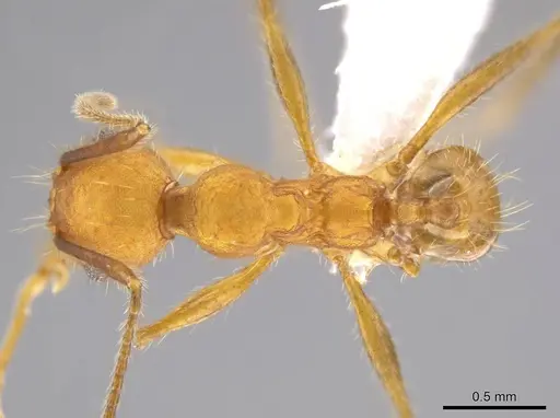 Pheidole gulo specimen