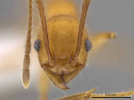 Pheidole gulo specimen