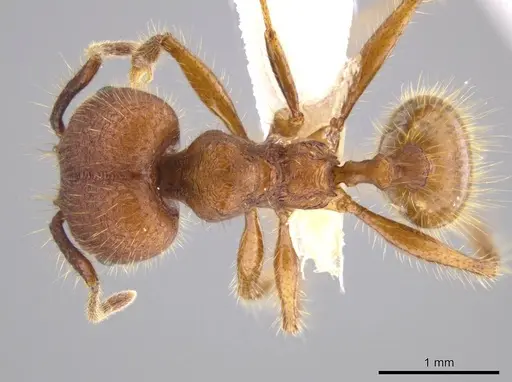 Pheidole gulo - CASENT0604488