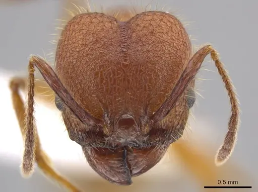 Pheidole gulo - CASENT0604488