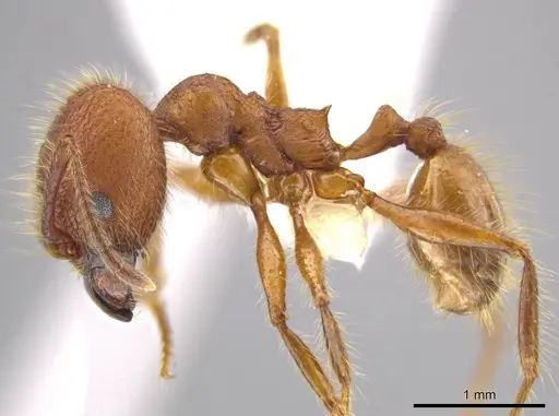 Pheidole gulo - CASENT0604488