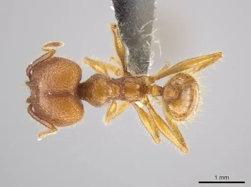 Pheidole gulo - CASENT0612690