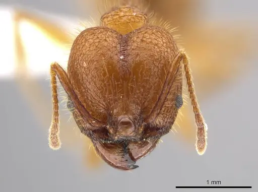 Pheidole gulo - CASENT0612690