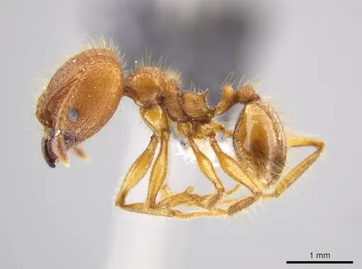 Pheidole gulo - CASENT0612690