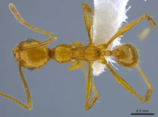 Pheidole gulo - CASENT0612691