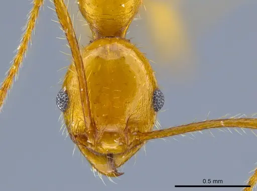 Pheidole gulo - CASENT0612691