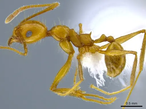 Pheidole gulo - CASENT0612691