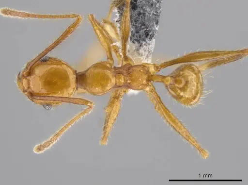 Pheidole gulo - CASENT0612692
