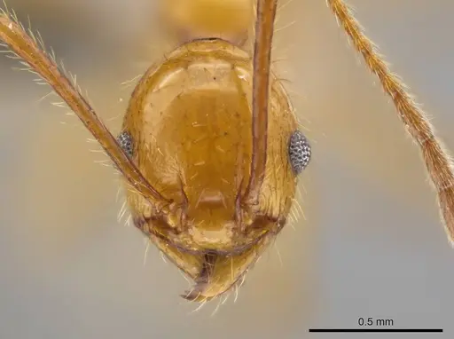 Pheidole gulo - CASENT0612692