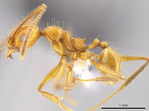 Pheidole gulo - CASENT0612692