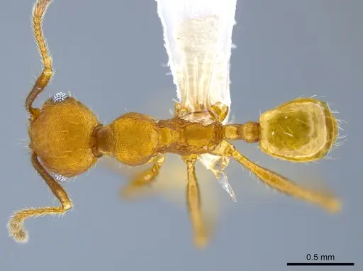 Pheidole gulo - CASENT0619619