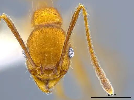 Pheidole gulo - CASENT0619619