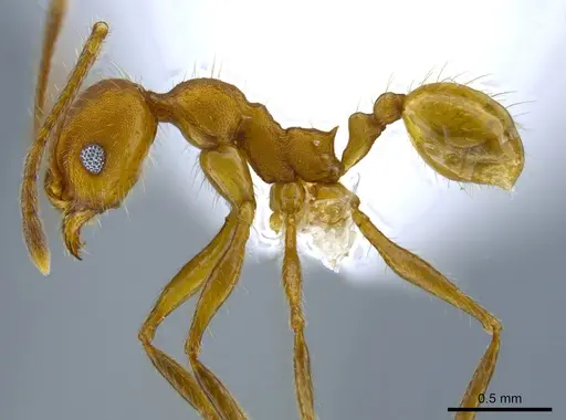 Pheidole gulo - CASENT0619619