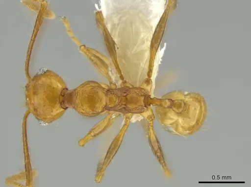 Pheidole gulo - CASENT0640513