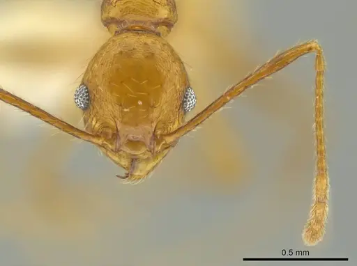 Pheidole gulo - CASENT0640513