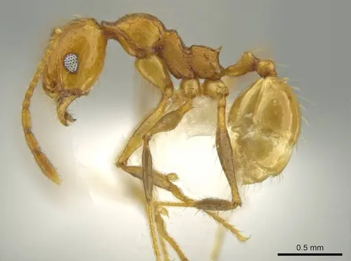 Pheidole gulo - CASENT0640513
