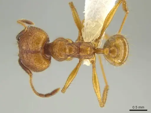 Pheidole gulo - CASENT0640514
