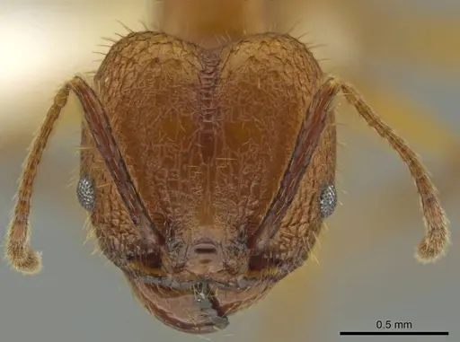 Pheidole gulo - CASENT0640514