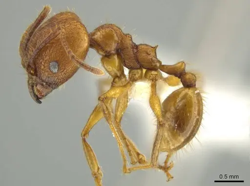 Pheidole gulo - CASENT0640514