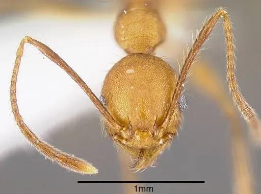Pheidole gulo - INB0003690222