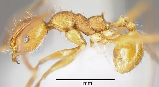 Pheidole gulo - INB0003690222