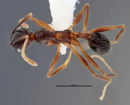 Pheidole gymnoceras specimen