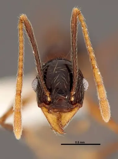 Pheidole gymnoceras specimen