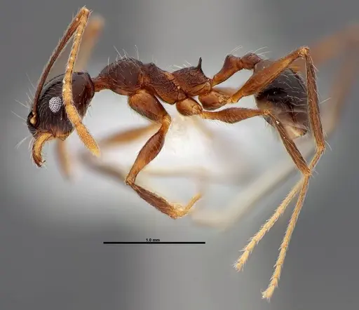 Pheidole gymnoceras specimen
