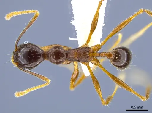 Pheidole gymnoceras - CASENT0608955