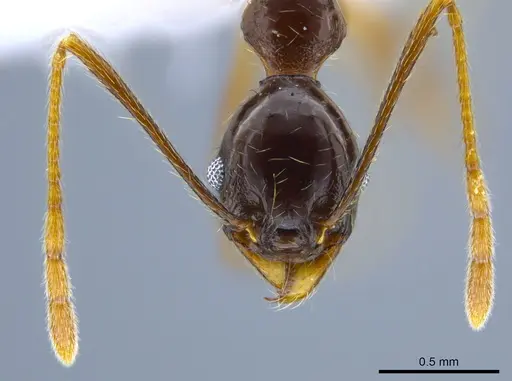 Pheidole gymnoceras - CASENT0608955