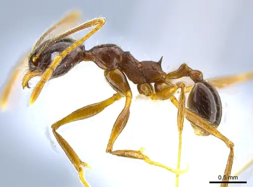 Pheidole gymnoceras - CASENT0608955