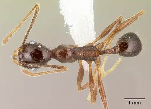 Pheidole gymnoceras - CASENT0608958