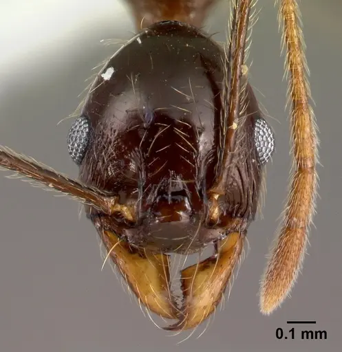 Pheidole gymnoceras - CASENT0608958