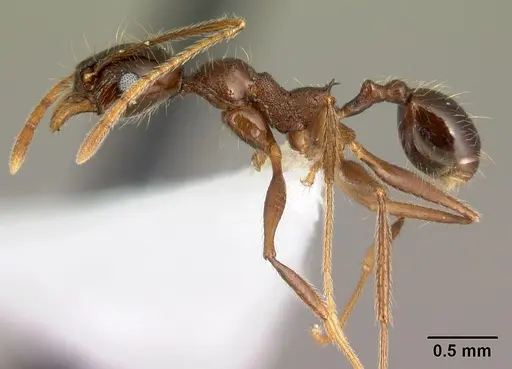 Pheidole gymnoceras - CASENT0608958